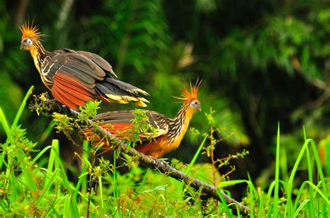 17 Fascinating Amazon Rainforest Birds • I Heart Brazil