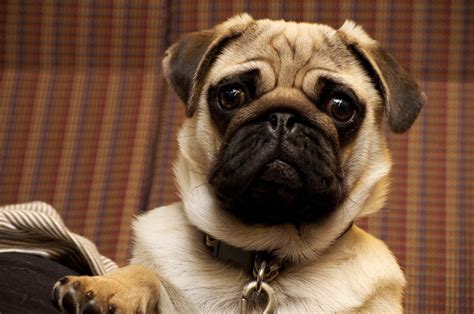 Free Images : cute, canine, looking, pet, portrait, small, pug, collar, head, vertebrate, dog ...