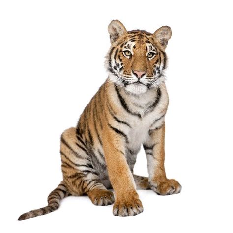 Bengal Tiger - Animal Facts and Information