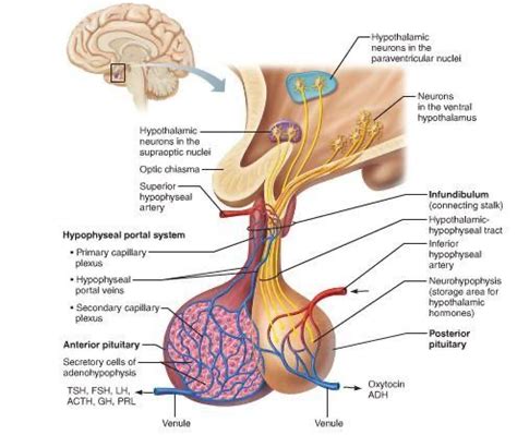 Neurohypophysis (Posterior Pituitary) Flashcards | Quizlet