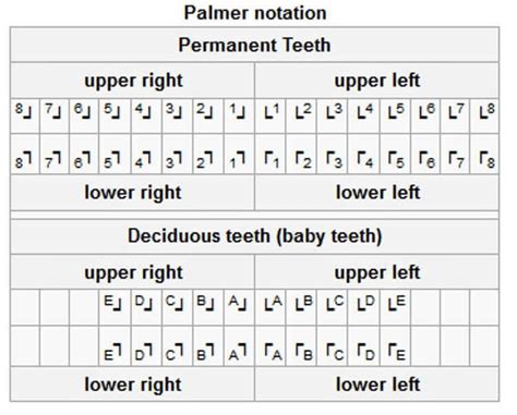 Palmer Notation System | Dental anatomy, Notations, Dental