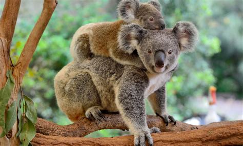 Koalas Are Endangered (Officially): This Won't Do... | Koala AU