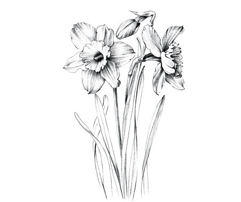 Narcissus Sketch Daffodil Line Drawing December Birth - Etsy Ireland