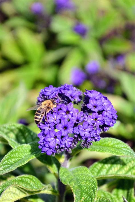 Mounding Lantana vs. Trailing Lantana: What’s the Difference?