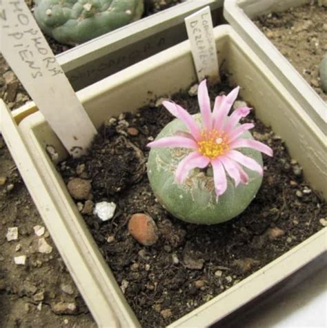 Peyote: The Effects, Usage, and Legality - PsyTech