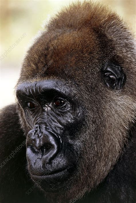 Cross river gorilla - Stock Image - Z912/0126 - Science Photo Library