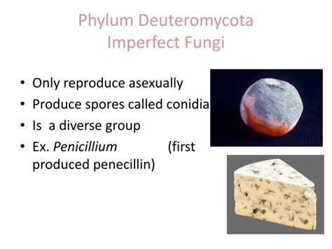 PPT - Section 5.3 : Kingdom Fungi pgs. 152-158 PowerPoint Presentation - ID:2001215