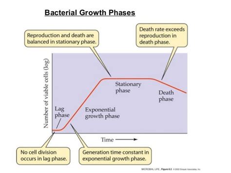 microbial growth bacterial growth curve ppt