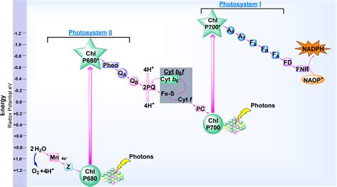 Symmetry | Free Full-Text | Chlorophylls, Symmetry, Chirality, and Photosynthesis