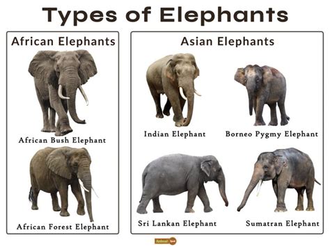 Elephant Facts, Types, Classification, Habitat, Diet, Adaptations