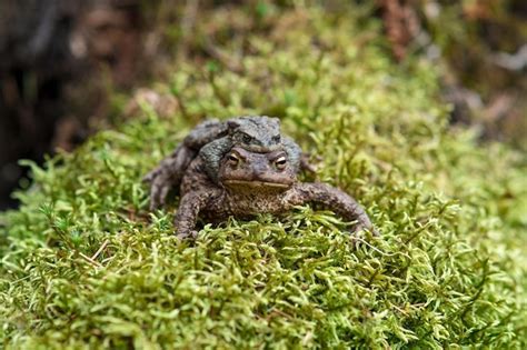 Premium Photo | Couple of common toads in amplexus among moss