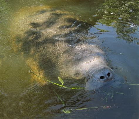 "Manatee Eating Grass" by marshbunny | Redbubble