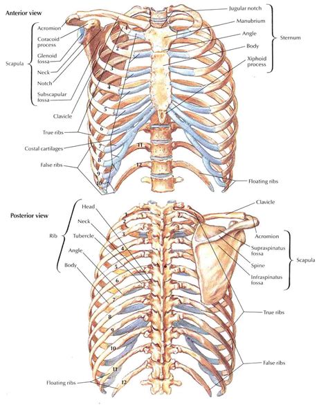 The Thorax ~ Radiographic Imaging