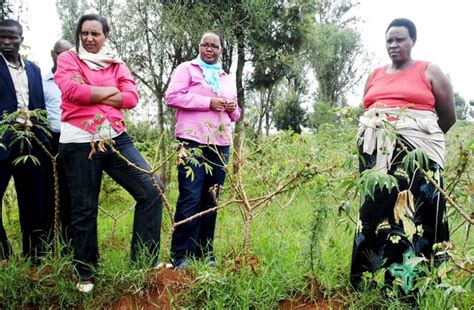 Cassava farmers wary as viral disease ravages crops - The New Times