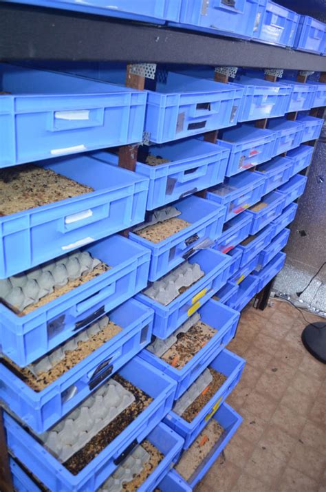 Adjusting Tray Numbers – Breeding Insects Made Easy