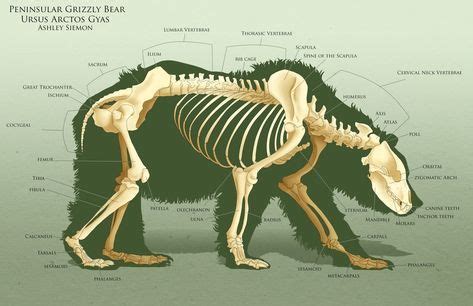 AnatoRef — Bear Anatomy Top Image and Bottom (Right) Row 2... | Feline anatomy, Animal skeletons ...