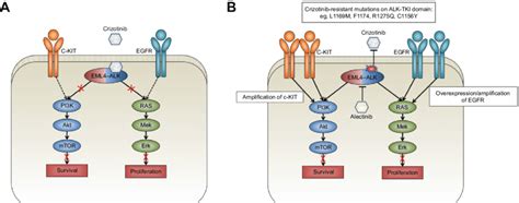 eML4–ALK pathways and the mechanism of resistance to crizotinib. Notes ...