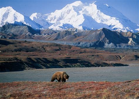 Denali National Park Alaska Wilderness / Steve Q Photo: Alaska 2010 Day 5 Denali National Park ...