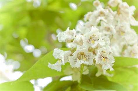 Catalpa Flowers 2 Free Stock Photo - Public Domain Pictures