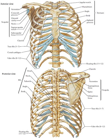 Human Skeleton - Skeletal System Function, Human Bones