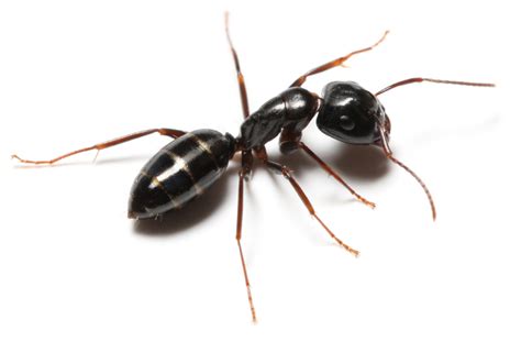 ODOROUS HOUSE ANTS - J & L Pest Control