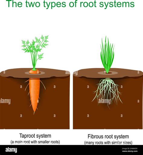 Fibrous root ground Stock Vector Images - Alamy