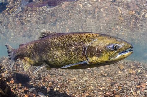 Largest Chinook salmon disappearing from West Coast | UW News