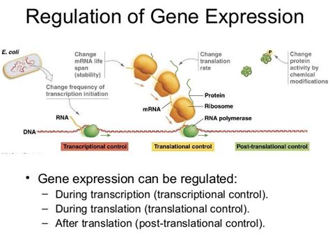 What regulates gene expression