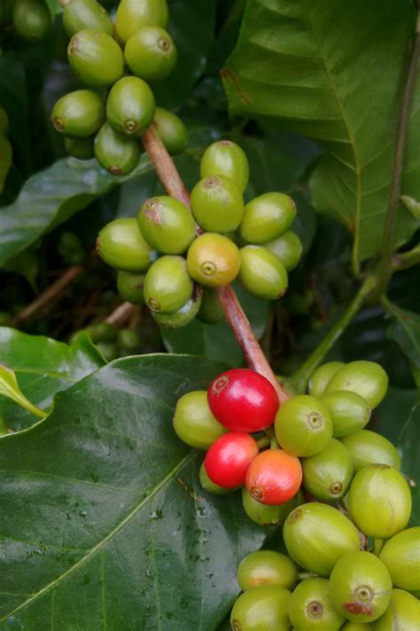 How to Grow Your Own Coffee Beans - Gardening Savvy