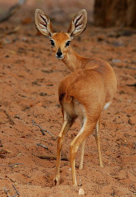 STEENBOK antelope - Steenbok Antelope, Ombonde Riverbed, Northwest ...