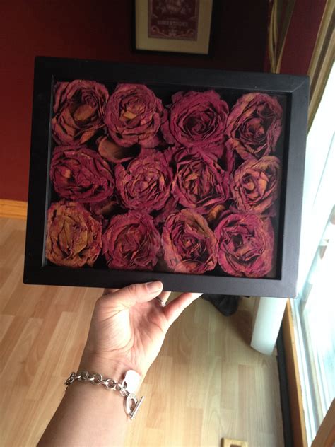 First Class Drying Roses Upside Down Pink Trailing Plant