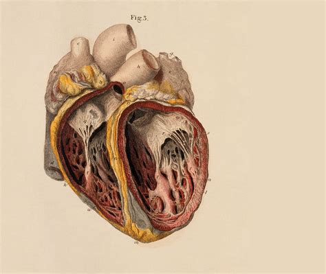 Anatomy Hearts Wallpapers HD / Desktop and Mobile Backgrounds