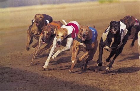 Trained Dog’s Race, One Crazy and Funny Dog Change its Track