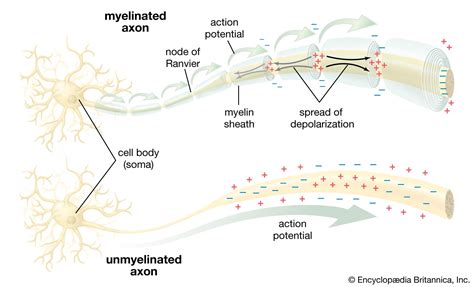 Gray matter | anatomy | Britannica