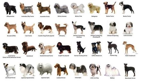 Small dog breeds, Dog breed names, Dog breeds