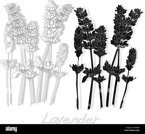 Lavender flower vector isolated Stock Vector Image & Art - Alamy