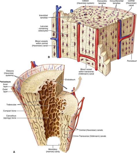 17 Best images about Skeletal system on Pinterest | Human skull, Axial ...