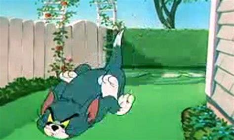 Video - Tom And Jerry Slicked Up Pup 1951 - The Original Adventuers Of Tom and Jerry Wiki