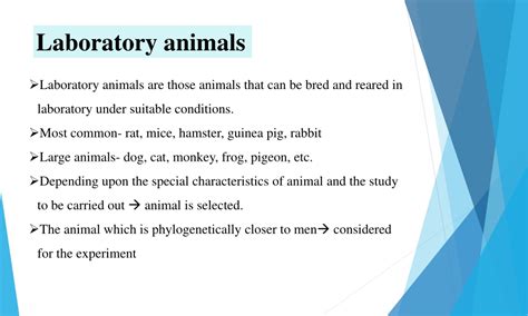 PPT - Common Laboratory animals-Experimental Pharmacology PowerPoint ...