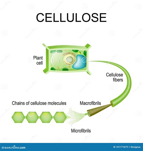 Cellulose Cartoons, Illustrations & Vector Stock Images - 2998 Pictures ...