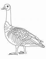 Geese Coloring Pages  Best For Kids sketch template