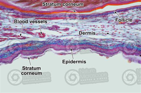 Gallus gallus domesticus. Chicken. Skin and epidermis. Vertical section ...