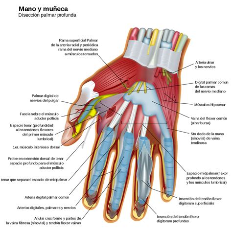 Mano - Wikipedia, la enciclopedia libre