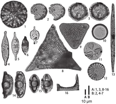 Fig. . Diatom fossils from the Chikapupetsu Formation from sample CK1.... | Download Scientific ...