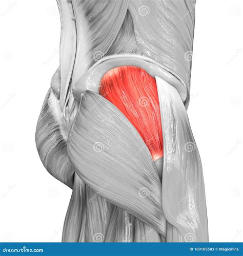 Human Muscular System Leg Muscles Gluteus Medius Muscle Anatomy Stock ...