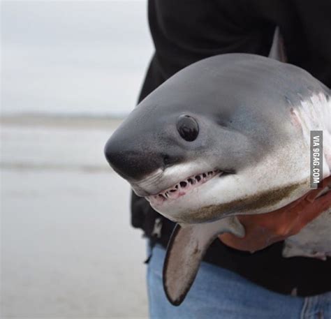 Enough puppies and kittens here is great white shark baby - 9GAG