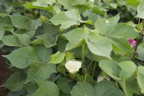 Increasing Yield and Quality Continue in Cotton Breeding