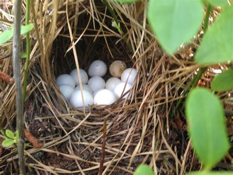 FIRST BOBWHITE QUAIL NESTS DISCOVERED | New Jersey Audubon