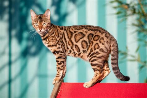 Bengal Cat Pros And Cons - Smart | Affectionate | Mischievous | Coat Color