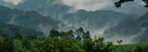 Bwindi Impenetrable National Park | Forest Travel Guide